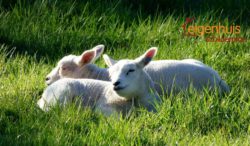 lammetjes schilderwerk voorjaar buitenschilderwerk